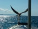 seagull-and-gajeta-9